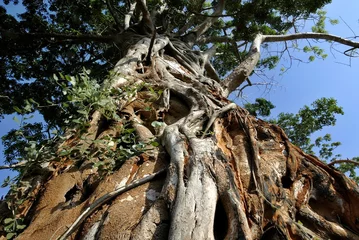Papier Peint photo Lavable Baobab Tronc de liane encerclé le Mozambique