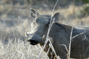 Desert Warthog, Phacochoerus aethiopicus, male portrait, Gorongosa National Park, Mozambique