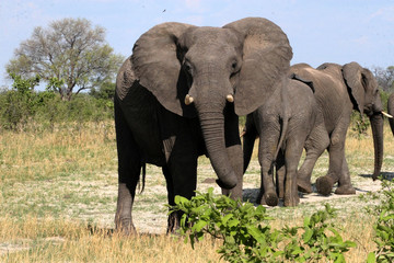 Young male African elephant, Loxodonta africana, Hwange National Park, Zimbabwe