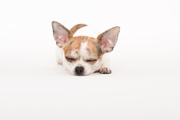 Sleeping Chihuahua