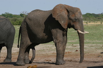 male elephant with an erection of the penis, Hwange National Park, Zimbabwe