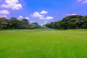 Fototapeta premium Green lawn