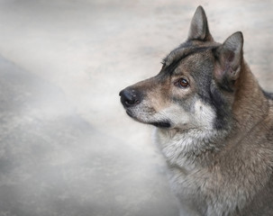 Wolf / Portrait of wolf and soft fog with copy space.