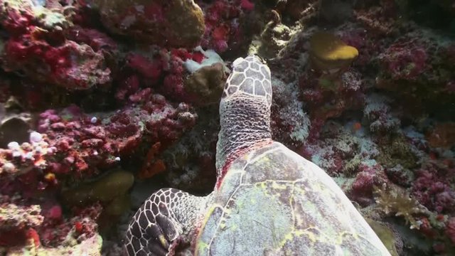 Hawksbill sea turtle swimming eating on coral reef.  Amazing, beautiful underwater marine life world of sea creatures in Maldives. Scuba diving and tourism.