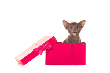 Singing kitten in a pink box