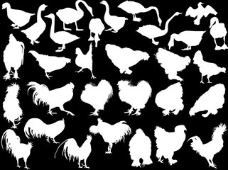 thirty poultry silhouettes isolated on black