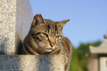 Fototapeta premium 猫