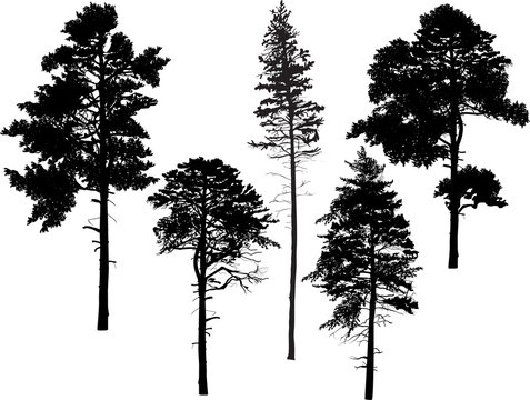 five black pine trees set isolated on white