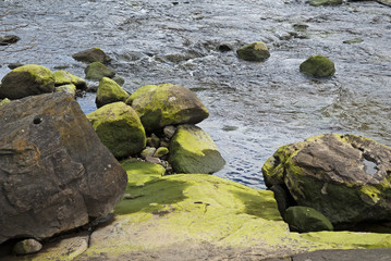 Moss on River Stone