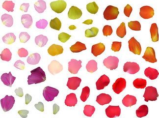 large collection of rose petals on white