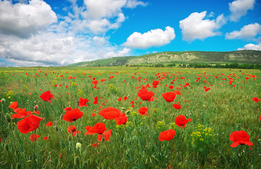 Amazing field of red poppy blooming in early summer day