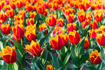 Tulip. Beautiful bouquet of tulips. colorful tulips.