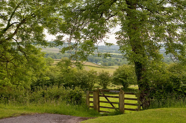 Public Gate. A wooden gate is the entrance to a public pathway, across the farmer's field, that heads to the local village. A tree frames the landscape.