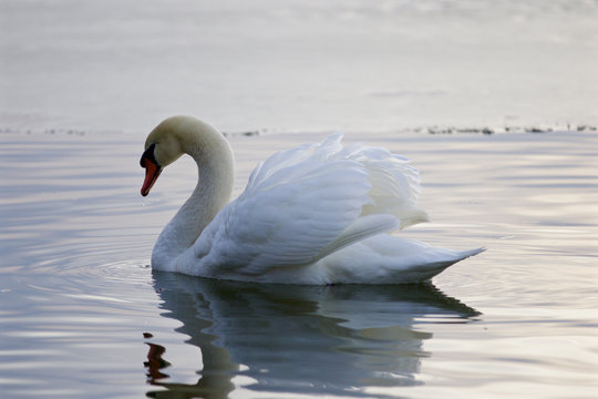 Beautiful isolated picture with the swan swimming in the lake