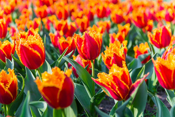 Obraz premium Tulip. Beautiful bouquet of tulips. colorful tulips.