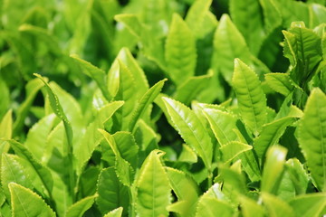 新茶の季節を迎えた茶畑