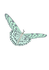 Butterfly with open wings in a top view as a flying migratory in