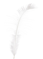 light isolated long peacock feather