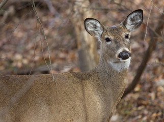 Beautiful deer is looking straight to camera