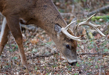 Photo of the male deer searching something on the ground