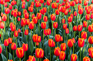 Tulip. Beautiful bouquet of tulips. colorful tulips.