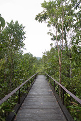 wooden bridge way in mangrove forest after raining