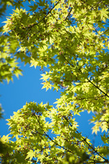 Deutsche Landschaften. Bäume