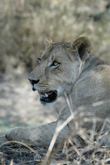 portrait of a lioness, Gorongosa National Park, Mozambique