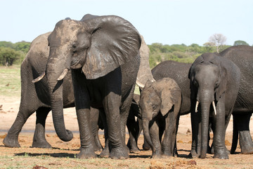 Fototapeta na wymiar wet elephant at waterhole, Hwange National Park, Zimbabwe