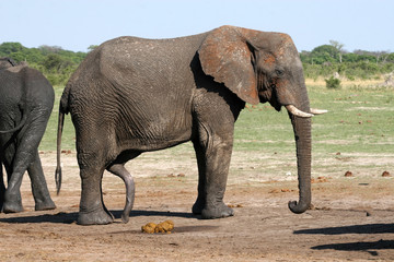 bull elephant with an erection of the penis, Hwange National Park, Zimbabwe