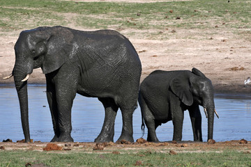 wet elephant at waterhole, Hwange National Park, Zimbabwe