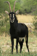 beautiful male Sable antelope, Hippotragus niger, Hwange National Park, Zimbabwe © vladislav333222