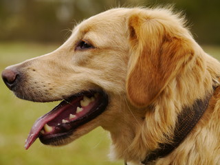Golden Retriever Kopf