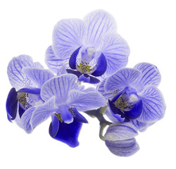 Fototapeta na wymiar small blue orhid isolated blossom