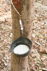 Milky latex extracted from rubber tree