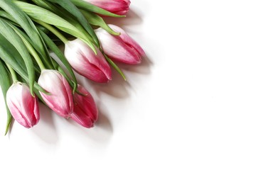 Pink Tulips isolated on white with copy space