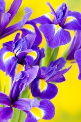 Purple iris flower on the yellow background. © gitusik