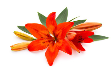 Fototapeta premium Lily flower with buds isolated on a white background.