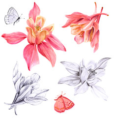 Set of fuchsia flowers and butterflies drawings and sketches - obrazy, fototapety, plakaty