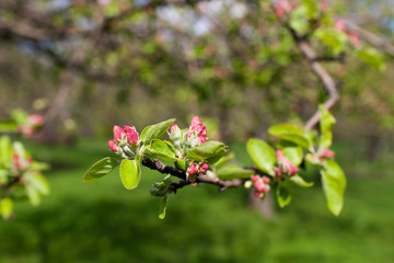 Spring blossom on apple tree