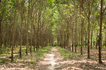 Row of para rubber tree