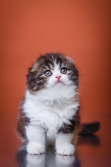 Fototapeta premium Kitten scottish fold breed
