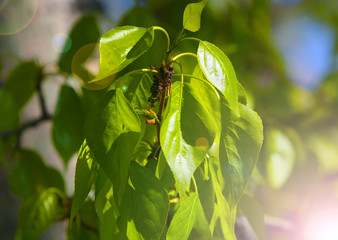 The branch with leaves in the sunlight. Green leaves on a tree. Springtime.