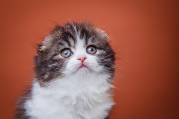 Kitten scottish fold breed