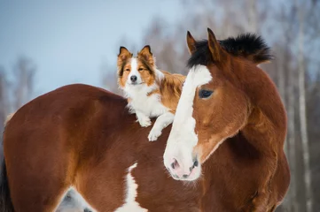 Fototapeten Zugpferd und roter Border-Collie-Hund © Viktoria Makarova