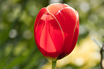 Fototapeta premium Farbig blühende Tulpen im Frühling in einem Garten