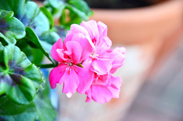 Geranie (Pelargonie)