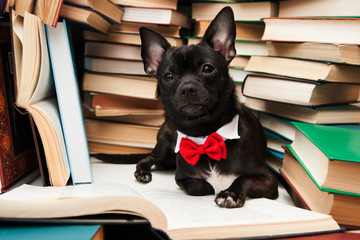 Black dog with bow reading book in library