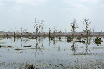 Reflection of trees in Neak Pean lake near Angkor Wat. Cambodia