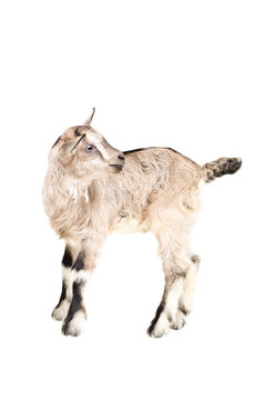 Young gray goatling 